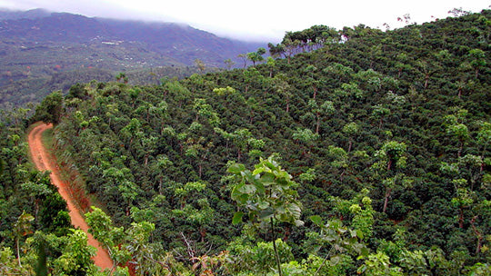 2010-lam-trip The road to Hacienda La Minita